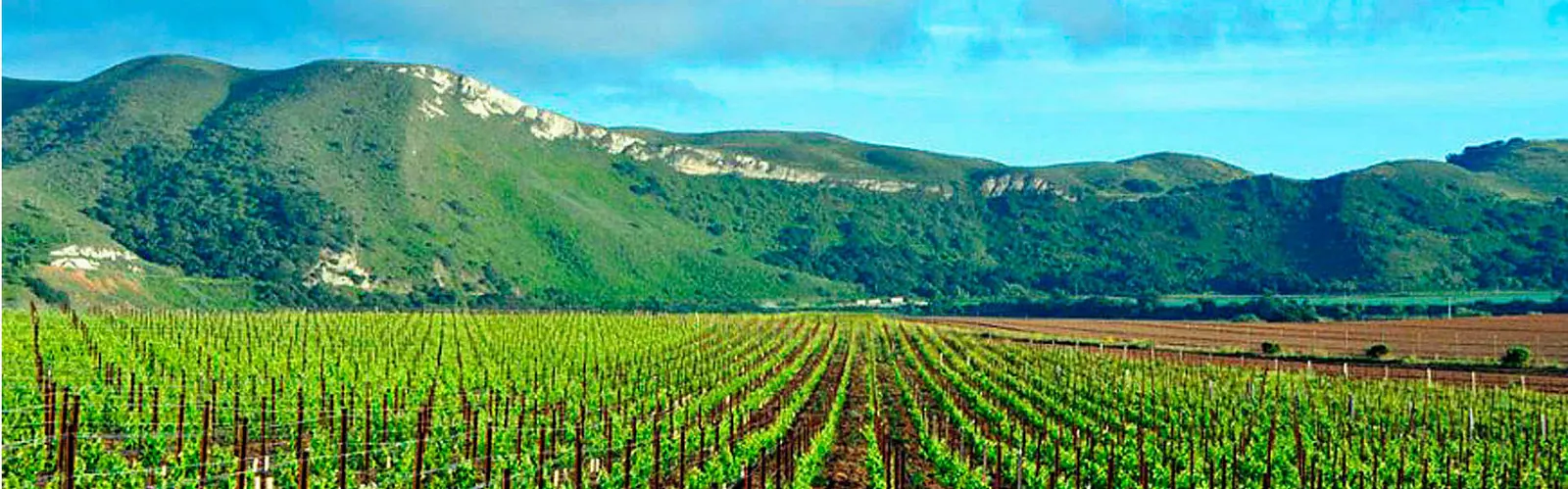 Viña Santa Rita: Alto Jahuel, Buin · valle del Maipo
